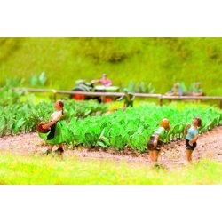 Noch HO 14110 sukker roer 30 planter