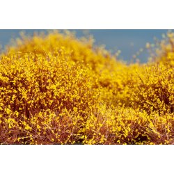 Auhagen HO 70902 Buske/buske Forsythia 4-30 mm, areal 210 x 150 mm.
